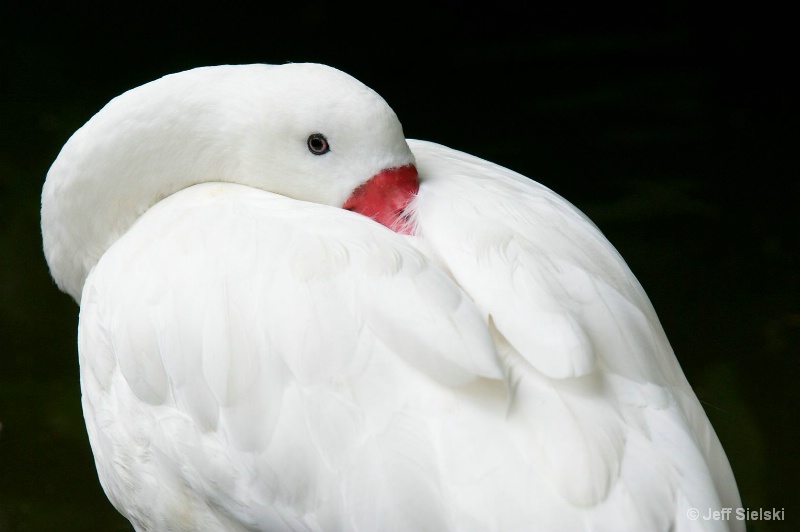 One Eye Open!!  Coscoroba Swan