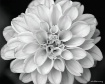 Fully Blossomed.....