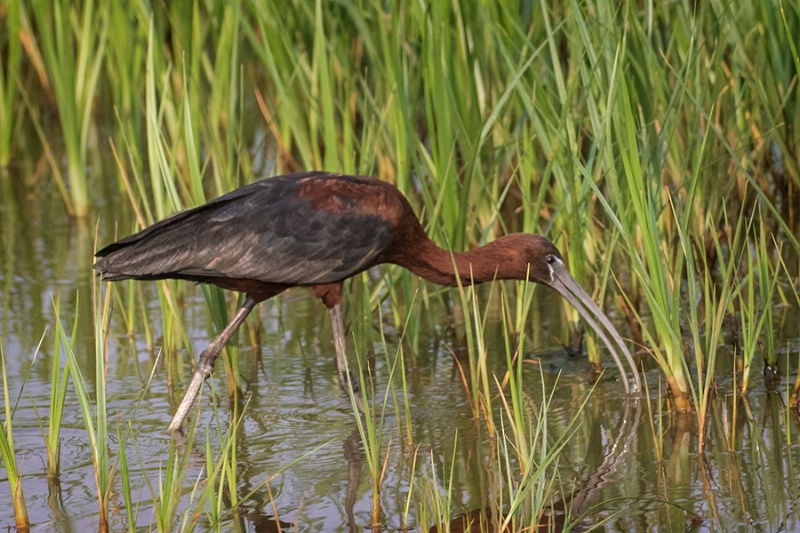 Glossy Ibis Foraging    