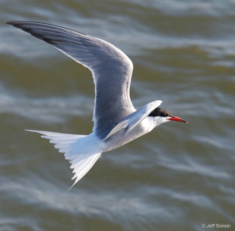 Here I Am!!!!  Common Tern In Flight 