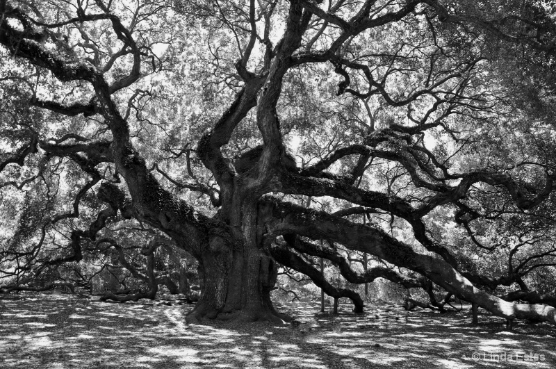 Angel Oak in Shadows
