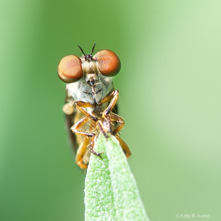 My Friend the Robber Fly