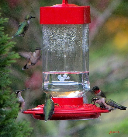 Buffet for the Gang!