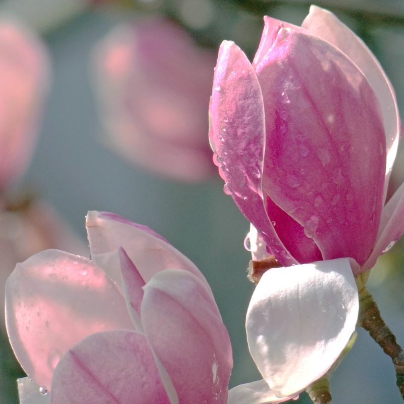 Raindrops on a Transparent Magnolia flower.