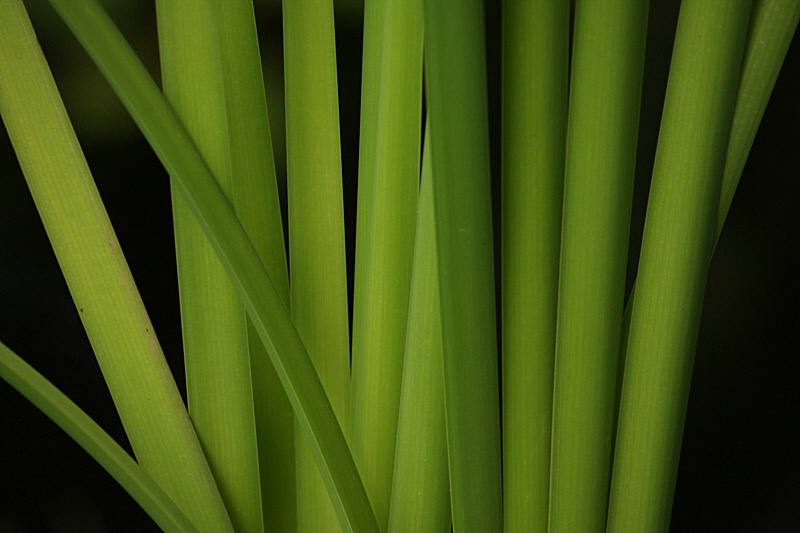 Iris leaves