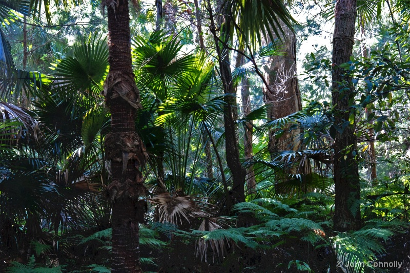 A Coastal Rain Forest.