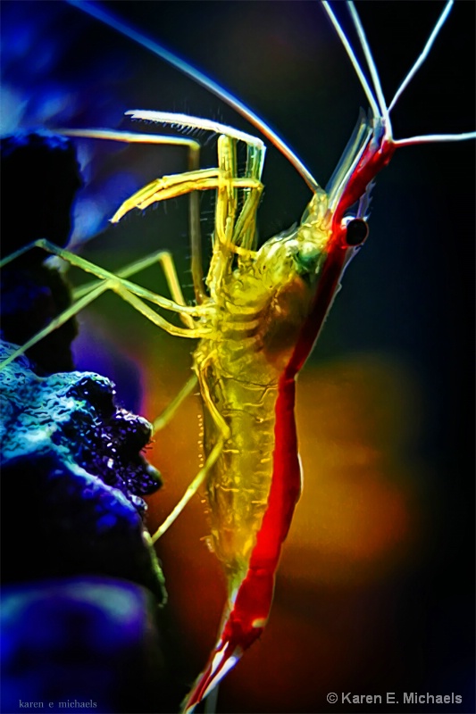 cleaner shrimp - ID: 14941336 © Karen E. Michaels