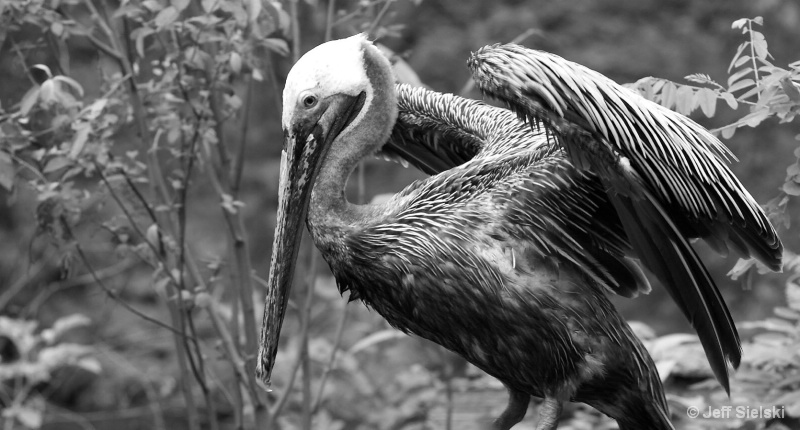 A Morning Stretch!!  Brown Pelican, B&W 