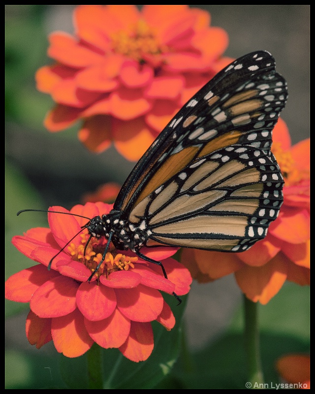 Monarch on Orange