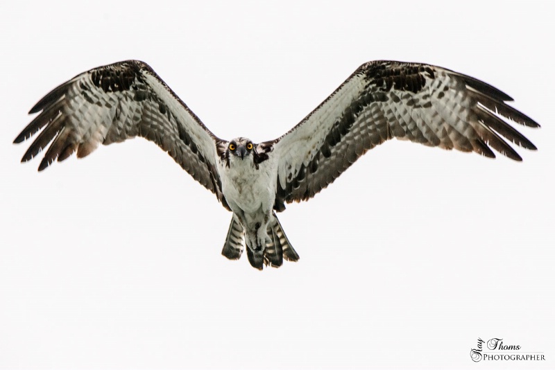 Osprey 