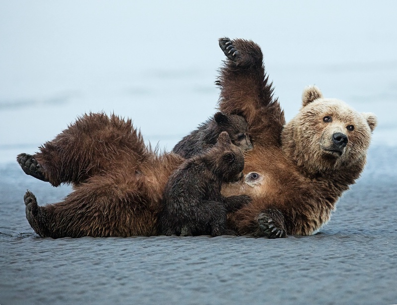 Momma Bear and Her Cubs