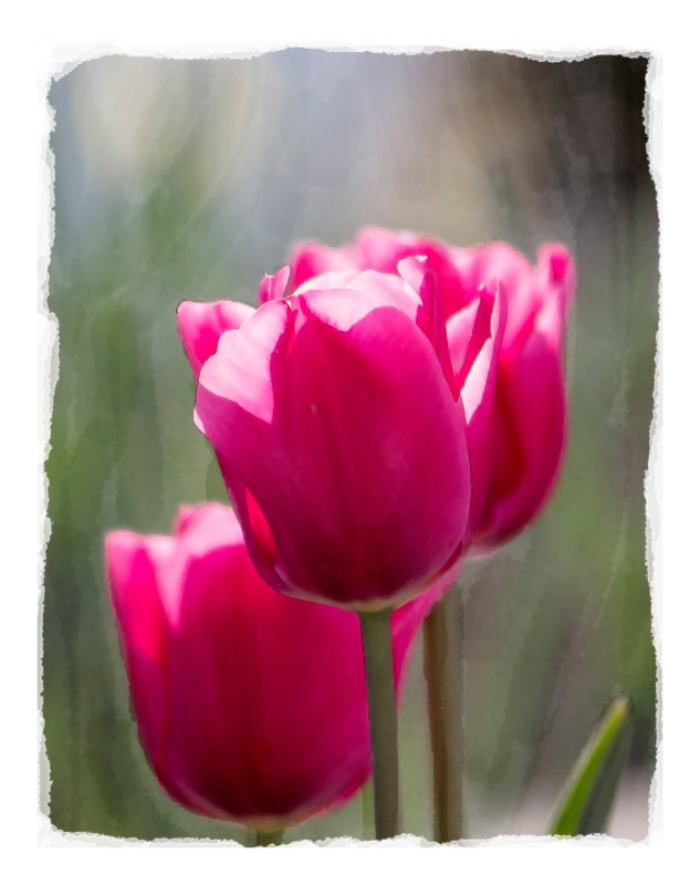 3 tulips