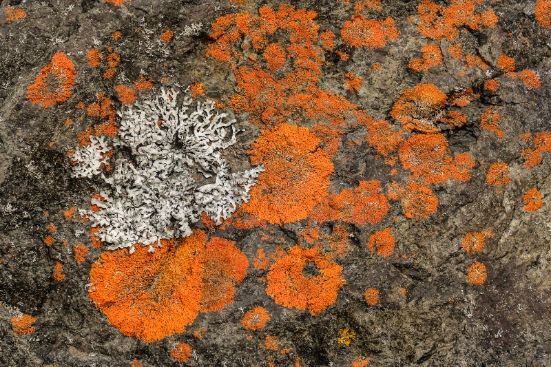 Nature's Abstract - Bryophyte and Lichen 