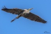 Great Blue Flyove...