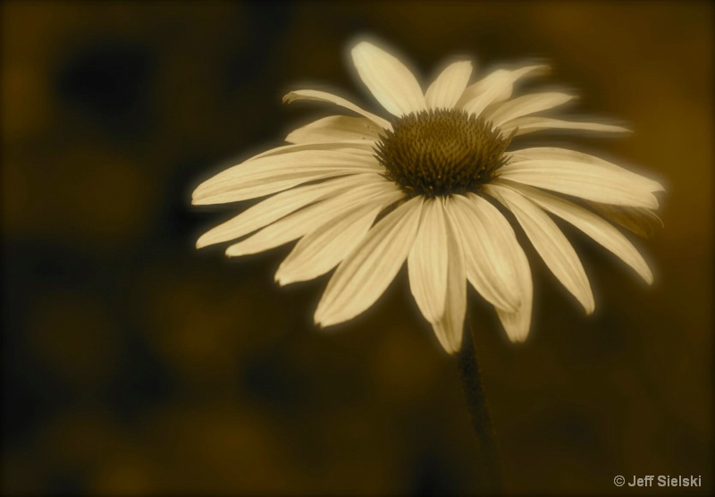 Soft & Fragile!!  Flower In Sepia Tone 