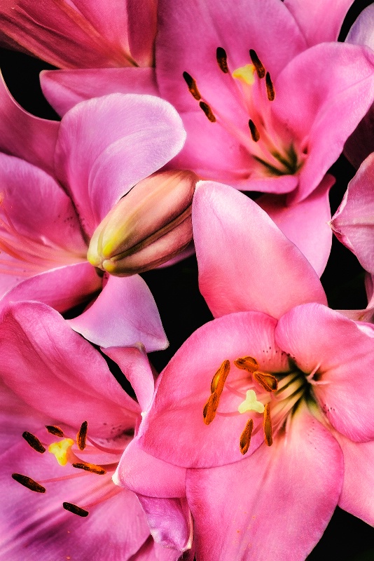 Pink Lilies