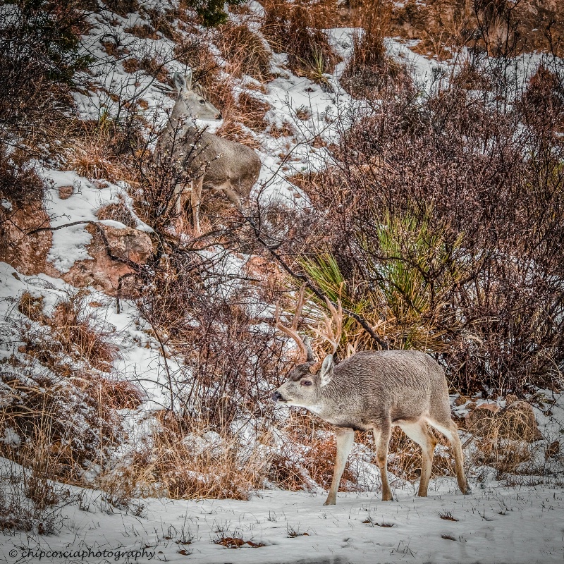 Mule Deer in Snow - ID: 14942982 © Chip Coscia