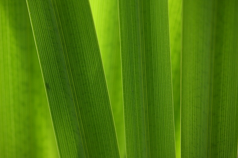 Iris leaves detail