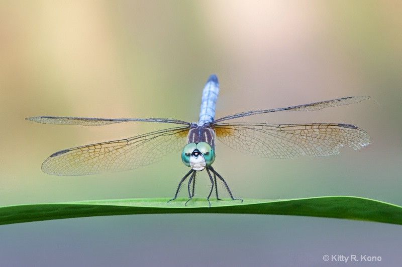 Dashing Blue Dasher Dragonfly - ID: 14943290 © Kitty R. Kono