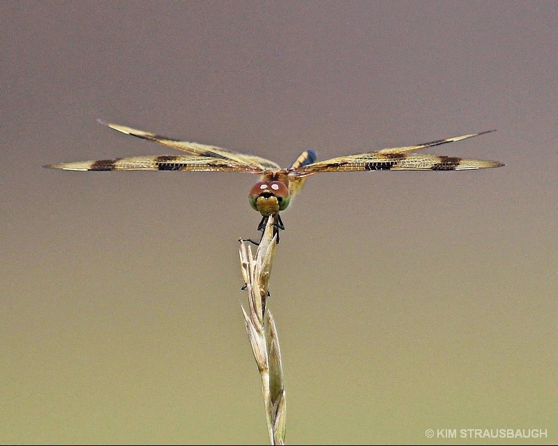 Dragonfly