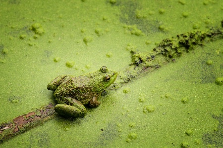 Going Green