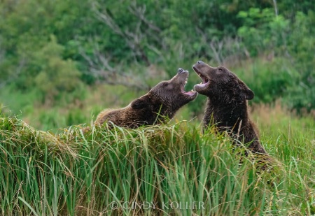 Two Tenors