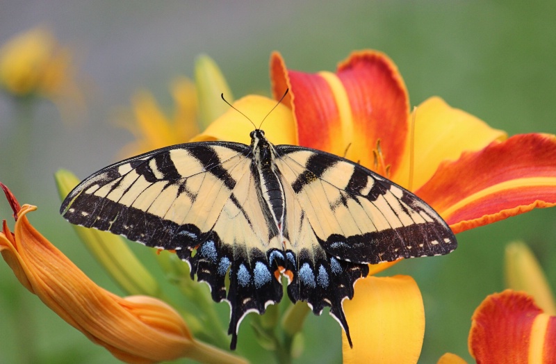 Resting Swallowtail - ID: 14943550 © Tammy M. Anderson