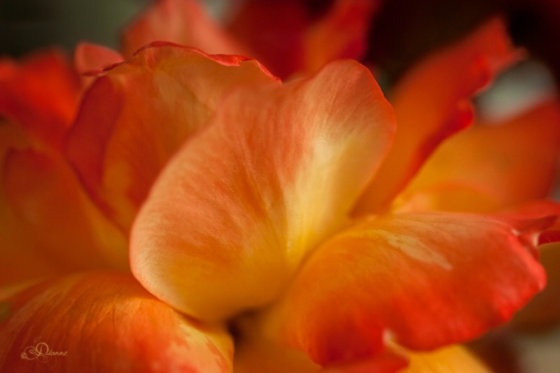 Petals In Peach