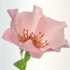 © Thomas L Willis PhotoID# 14944095: Dainty Bess on light box