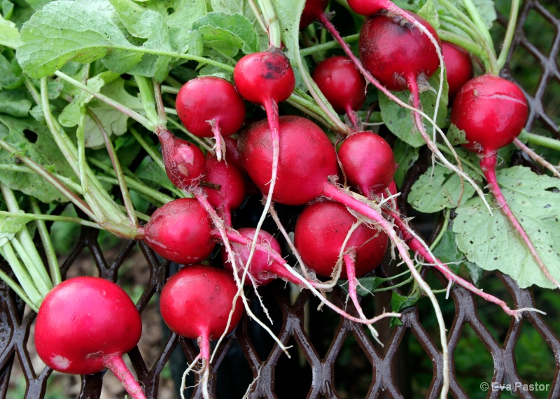 Beautiful Radishes 1