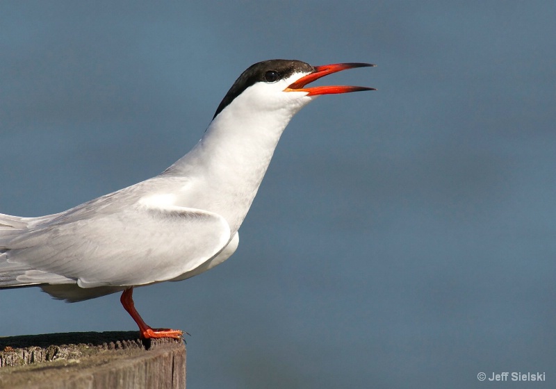 Sing Me A Song!!  Common Tern 
