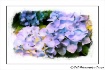 Painted Flowers