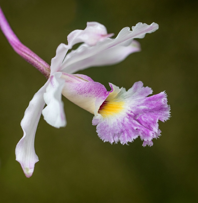 Purple Hued Orchid      