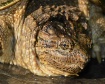 Snapping Turtle B...