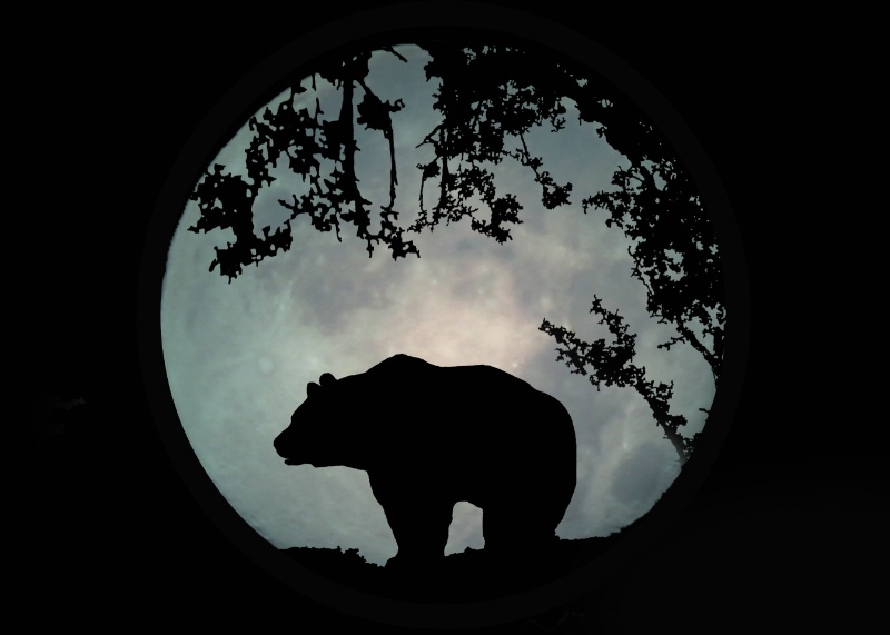 Bear and Moon