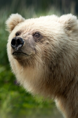 Beautiful Brown Bear