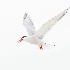 © Richard S. Young PhotoID # 14944948: Tern Flight Two; Nickerson Beach, NY