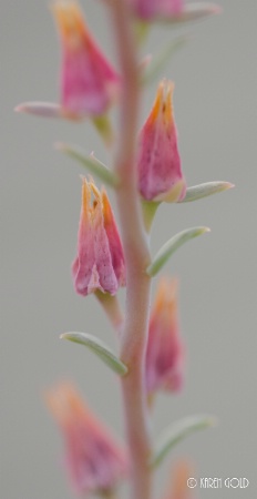 The Beauty of Wilted Succulent Flowers.