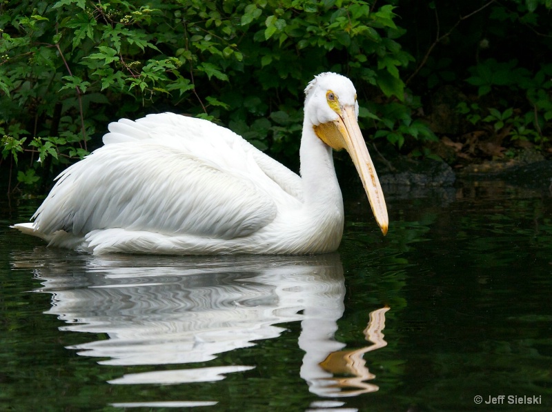 A Very Calm Morning Swim!! White Pelican 
