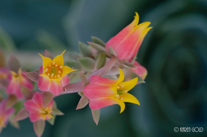 Succulent Flowers