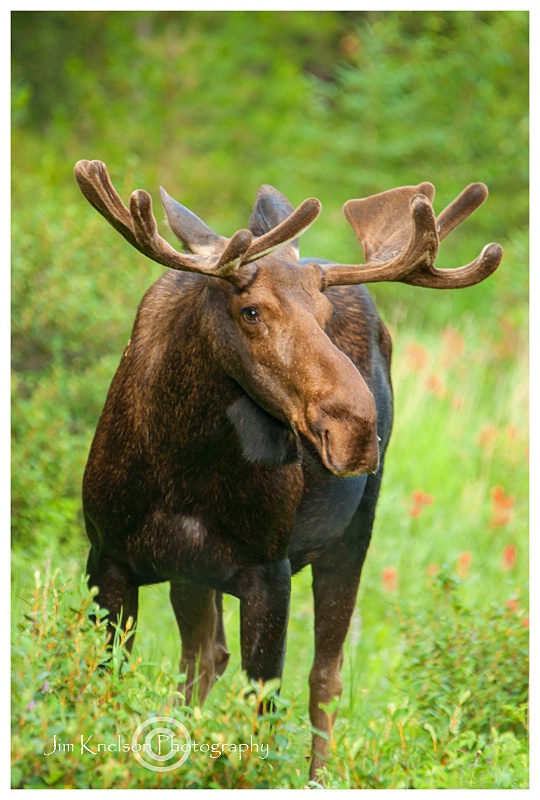 Bull Moose - ID: 14945072 © Jim D. Knelson