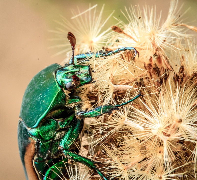 Japeanese Beetle