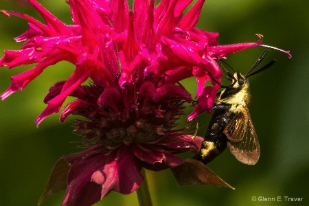 Hummingbird Clearwing Moth with Bee Balm