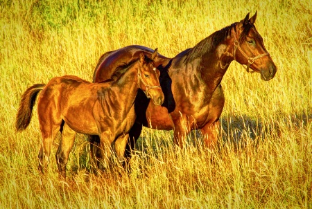 Share the Morning Sunlight