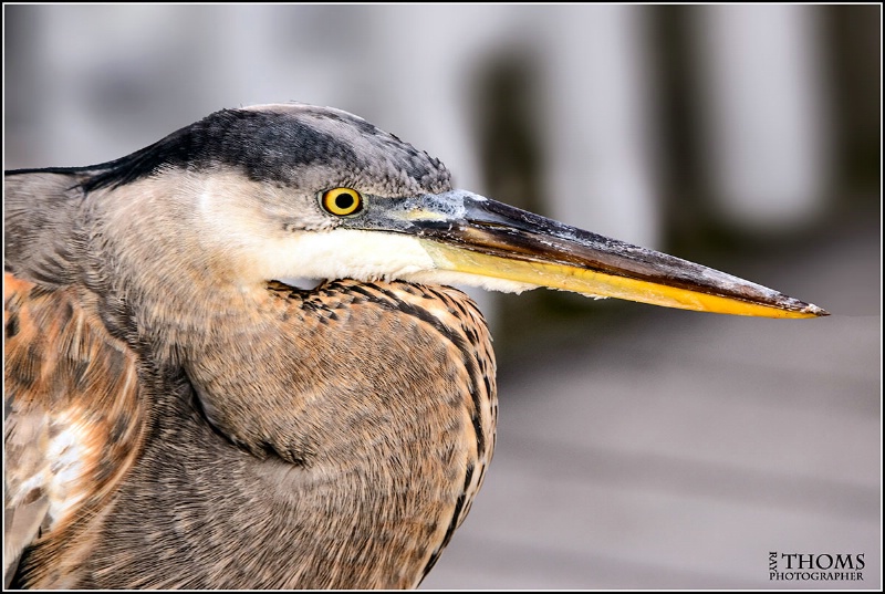 Great  Blue Heron