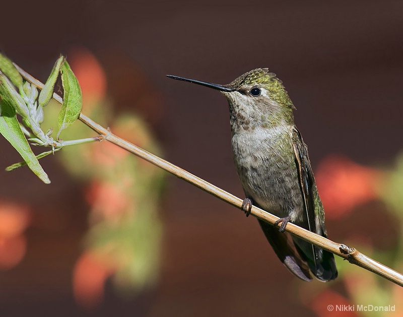 Anna's Hummingbird - Perched
