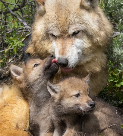 Wolf and Pups