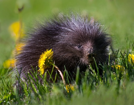 Porcupine and Flower