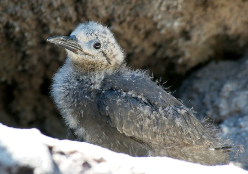 Cute & Tiny!!  An Inca Tern Baby Chick 
