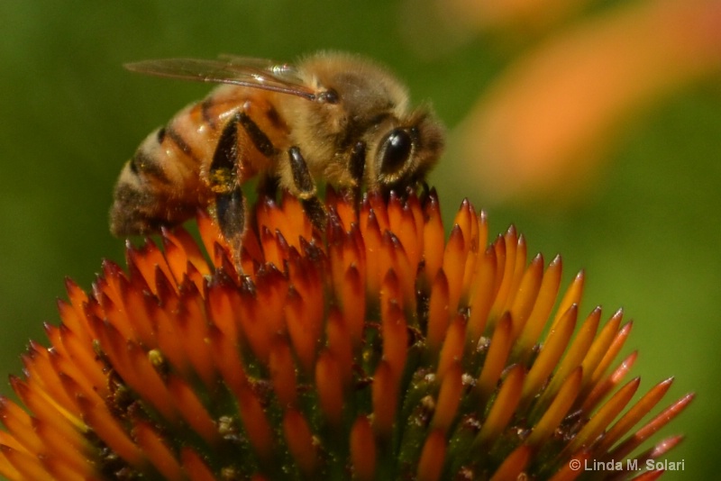 Busy Pollinator